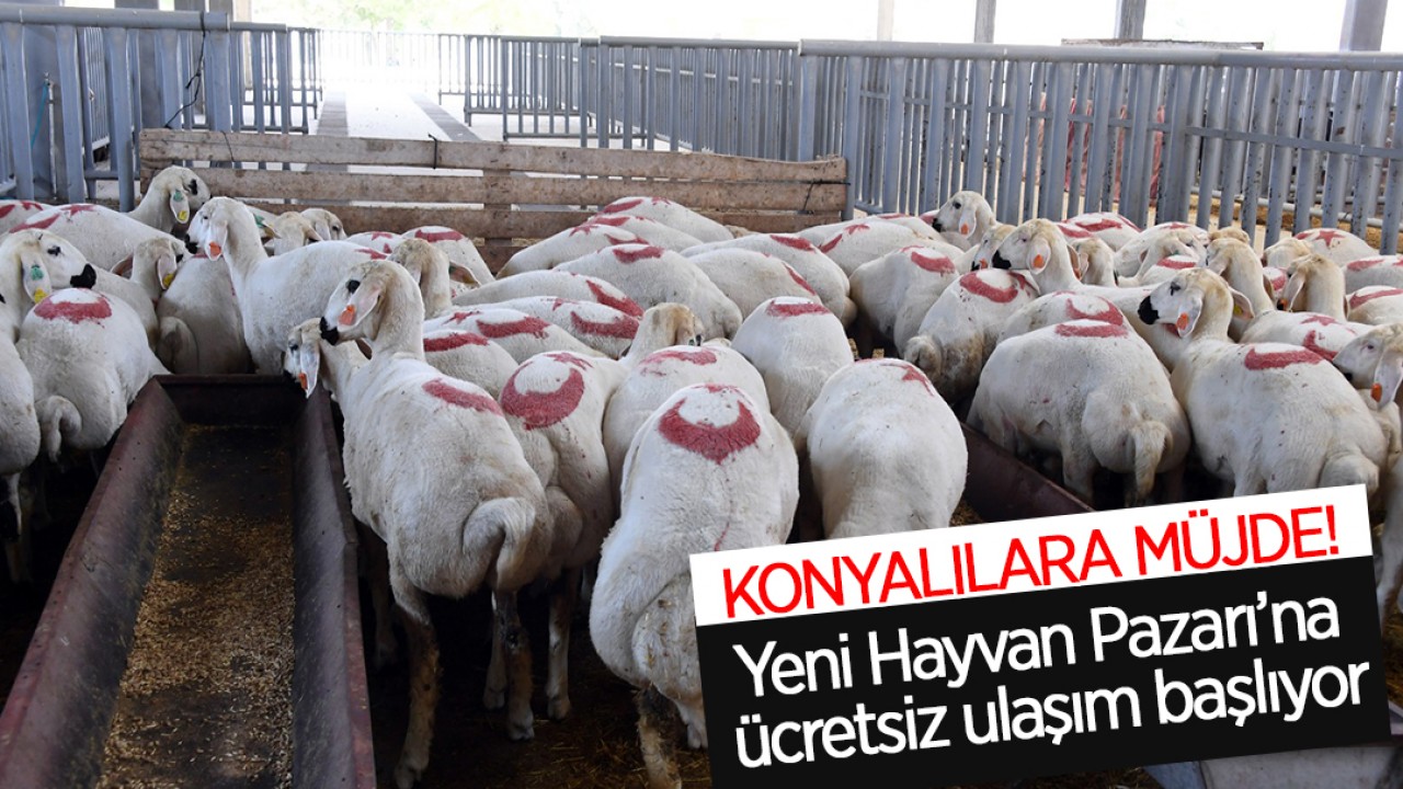 Konyalılara müjde: Yeni Hayvan Pazarı’na ücretsiz ulaşım başlıyor