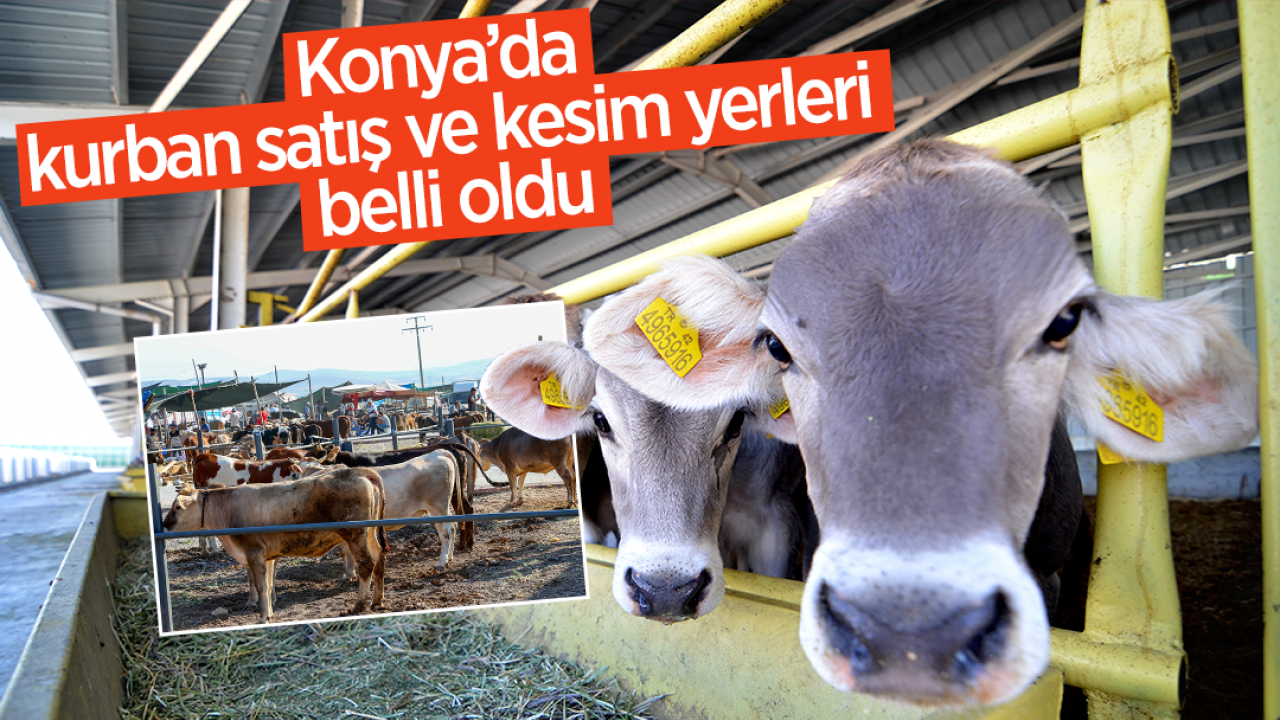2025 yılı Konya'da kurban satış ve kesim yerleri belli oldu