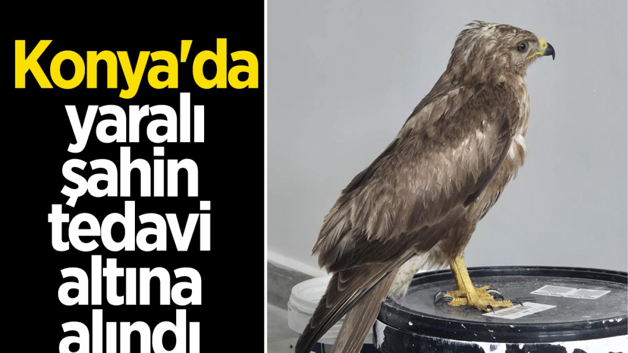 Konya'da yaralı şahin tedavi altına alındı