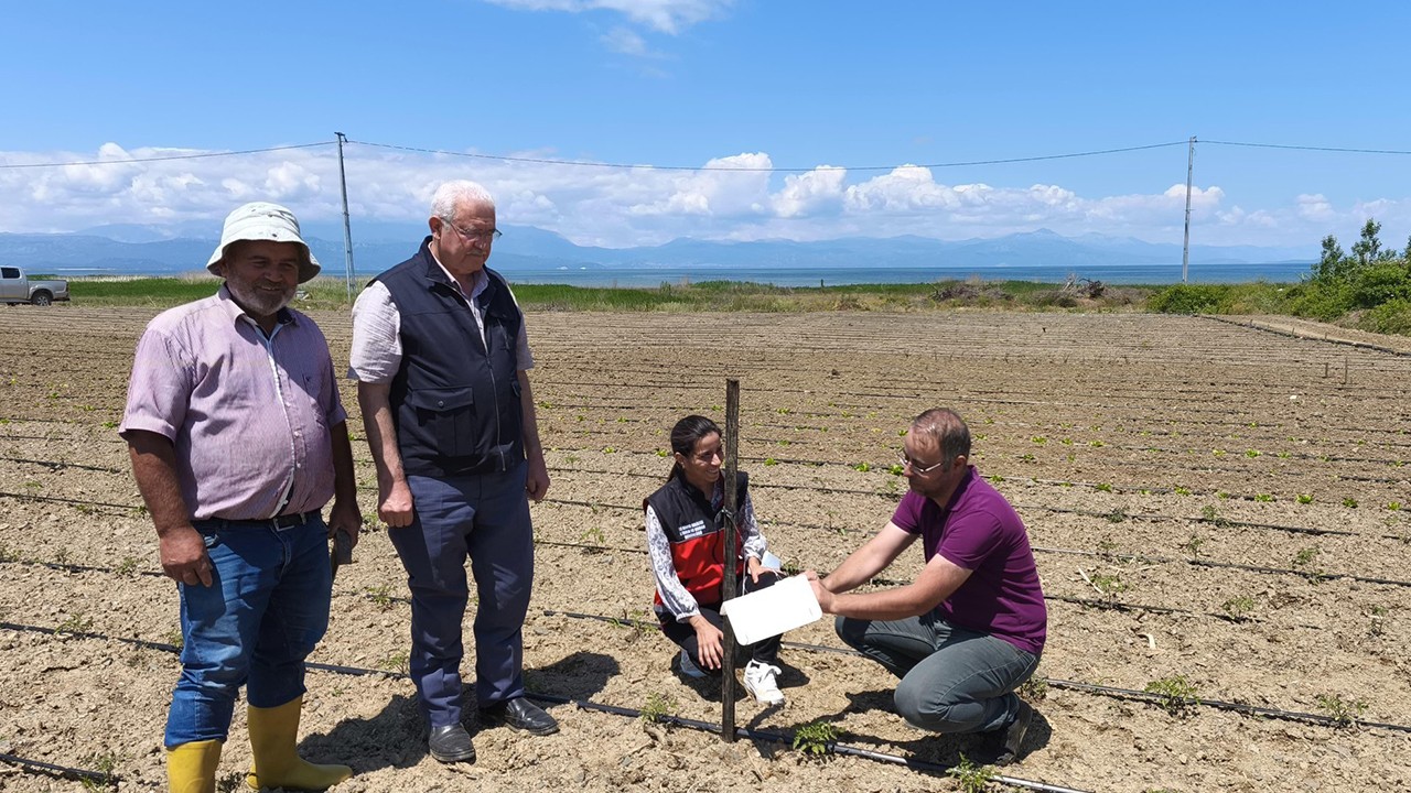 Beyşehir'de domates güvesi ile mücadele başladı