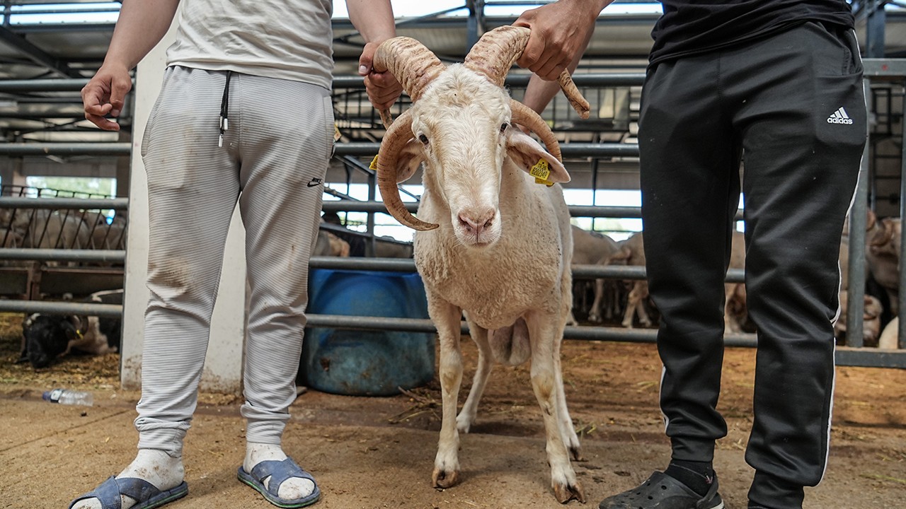 Kurban pazarının gözdesi...4 boynuzlu koçu görenler şaşırıyor