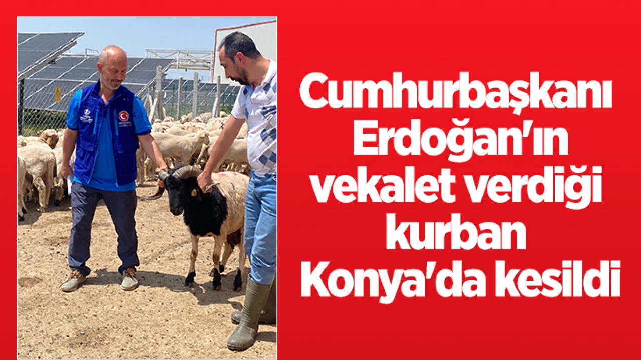 Cumhurbaşkanı Erdoğan'ın TDV'ye vekalet verdiği kurban Konya'da kesildi