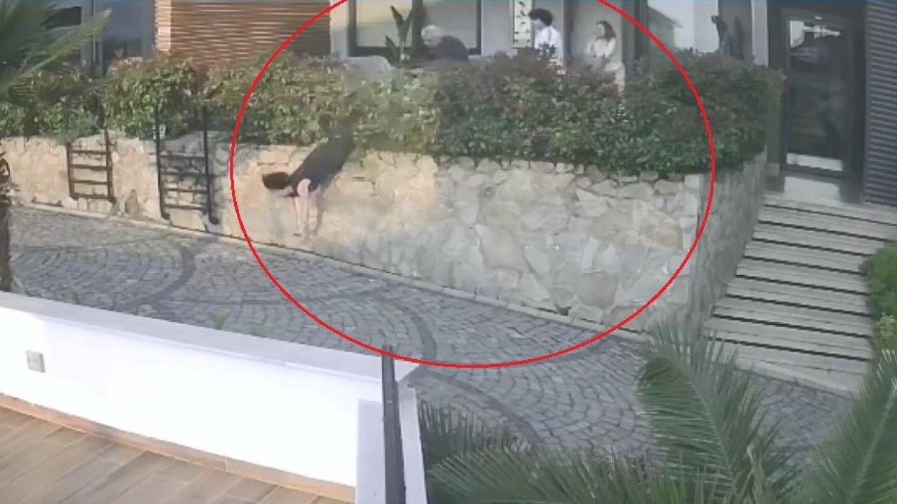 Doktorun iteklediği kadın düşerek ağır yaralandı