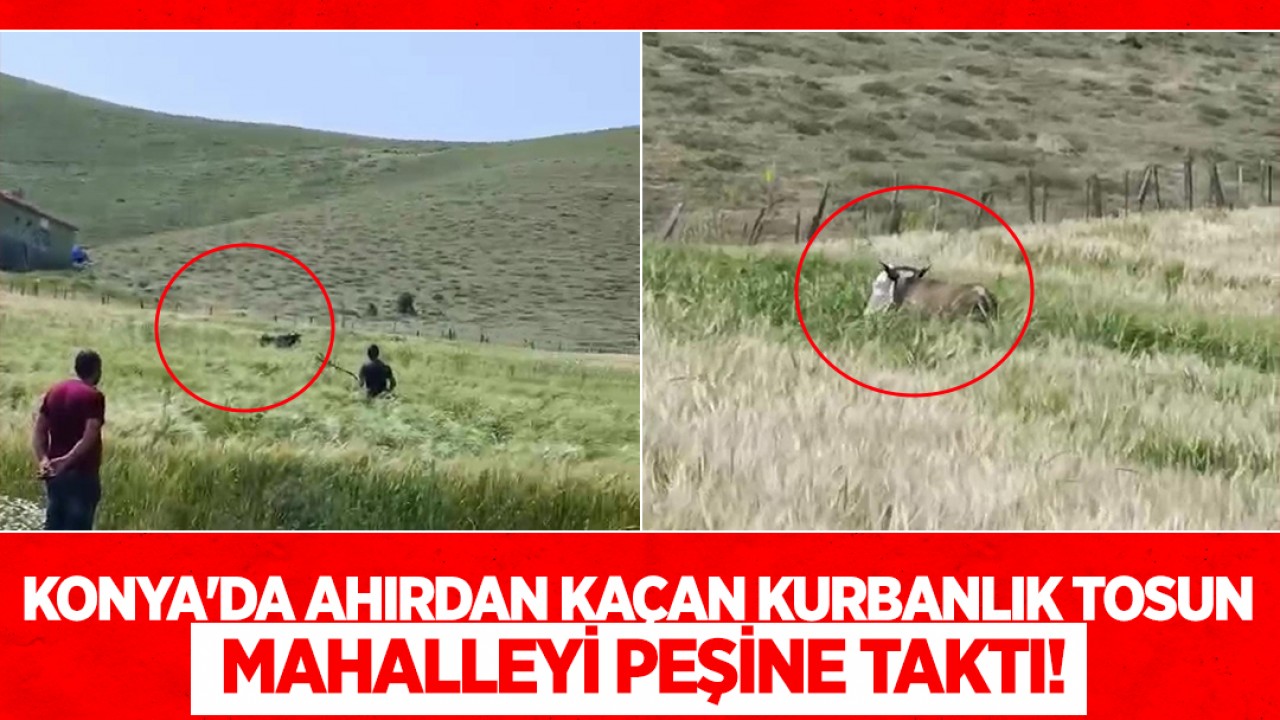 Konya'da ahırdan kaçan kurbanlık tosun mahalleyi peşine taktı!