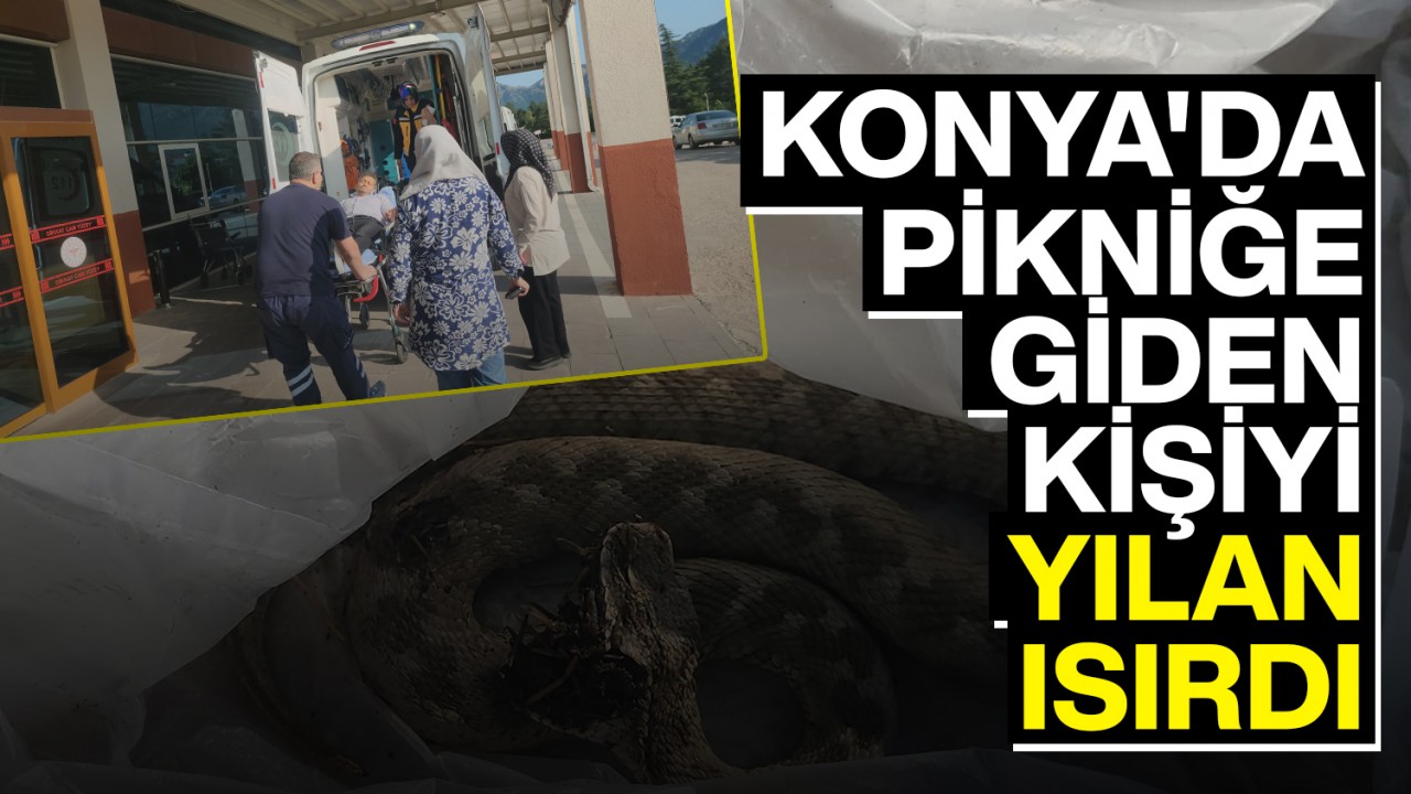Konya'da pikniğe giden kişiyi yılan ısırdı
