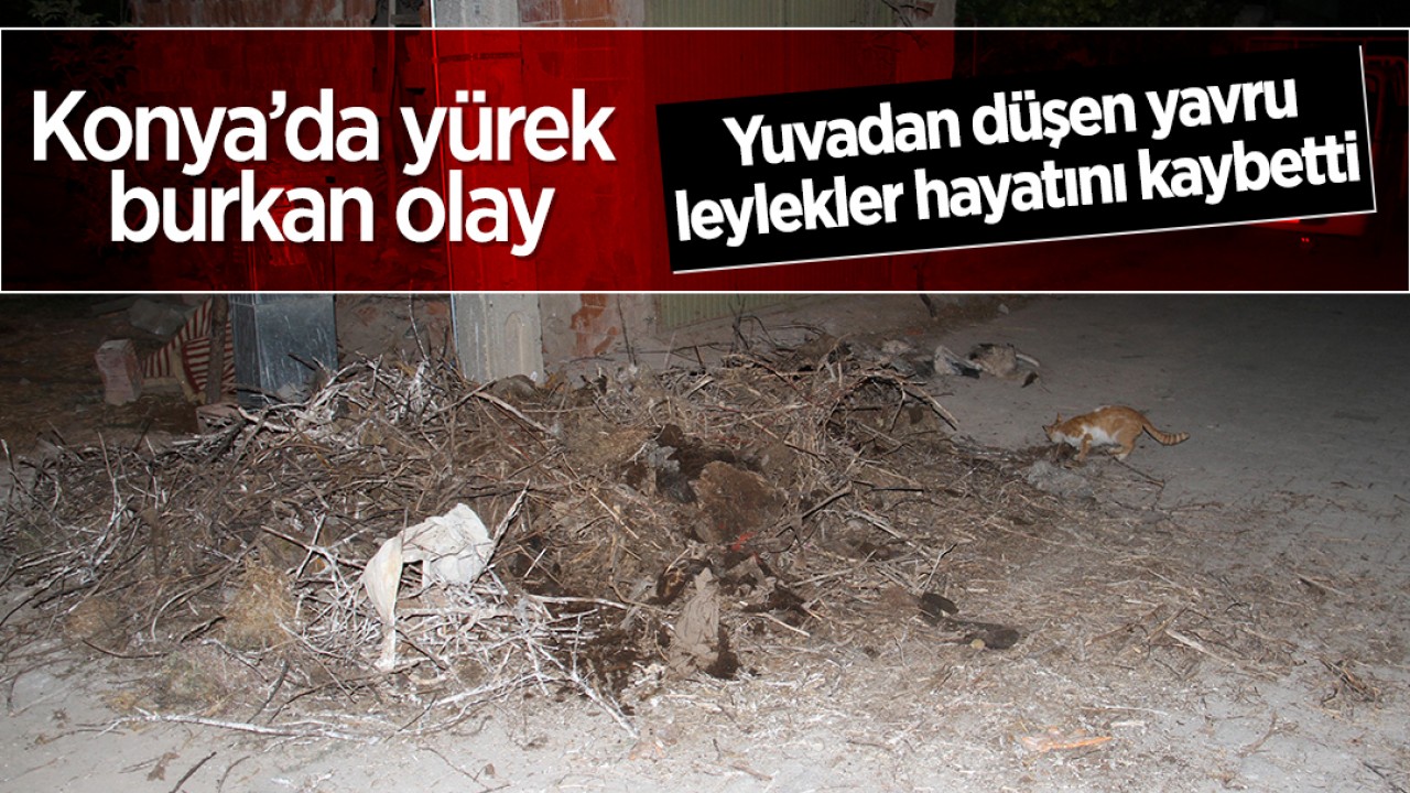 Konya’da yürek burkan olay: Yuvadan düşen yavru leylekler hayatını kaybetti