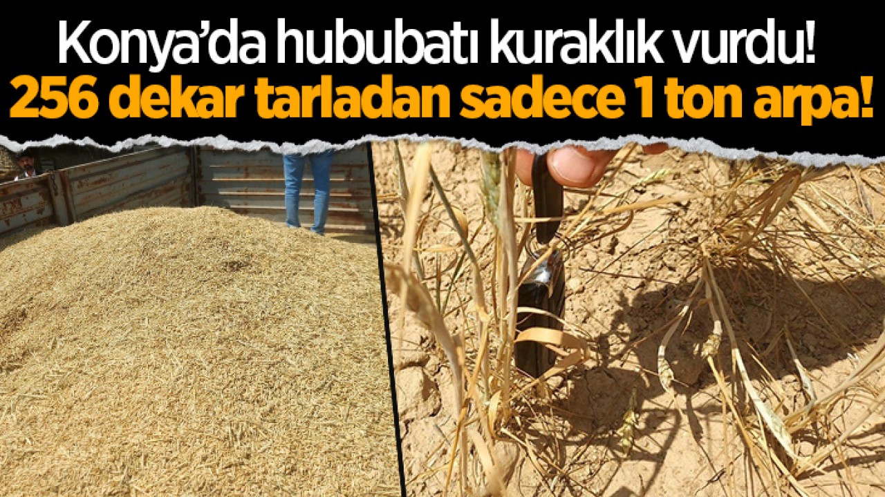 Konya’da hububatı kuraklık vurdu! 256 dekar tarladan 1 ton arpa!