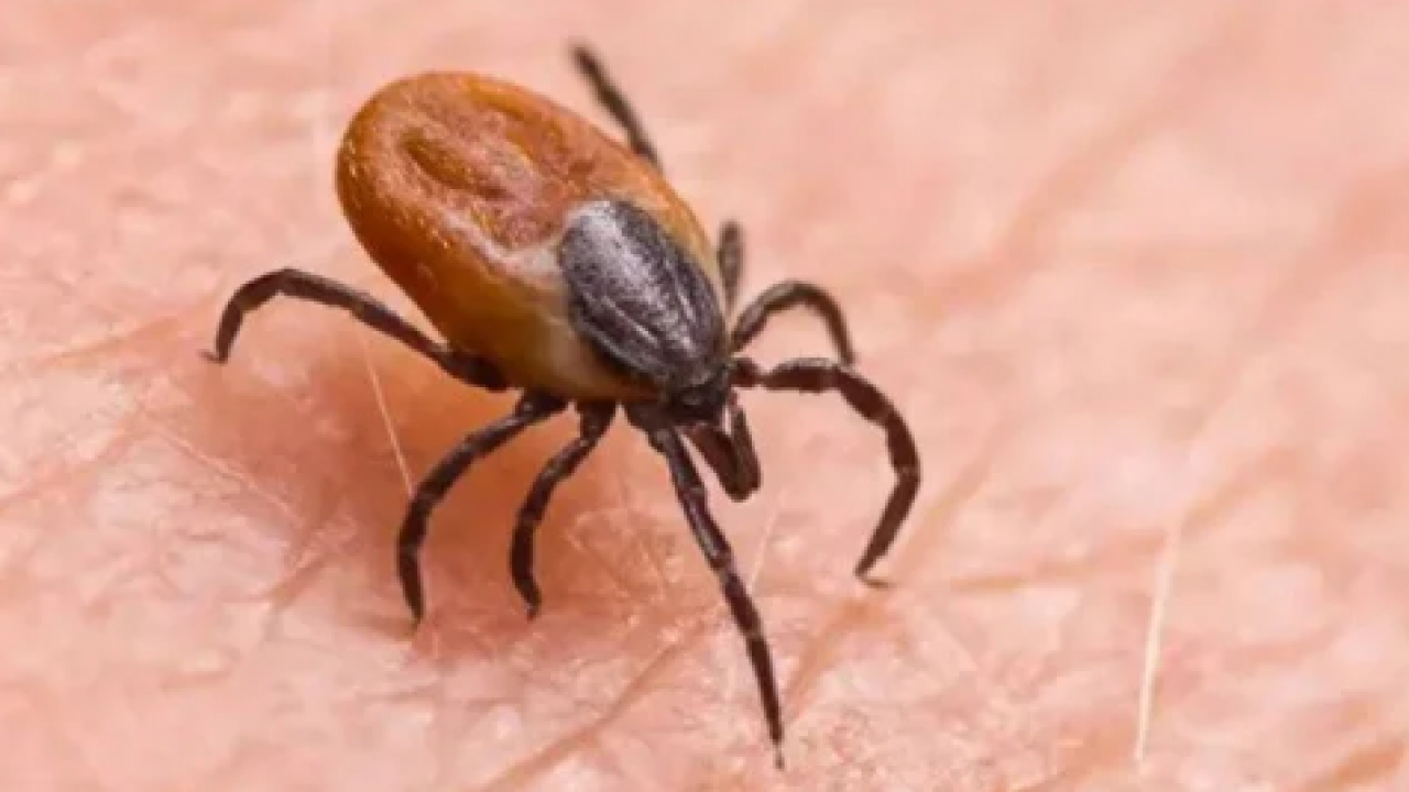 Kene kabusu büyüyor: Bir günde iki can kaybı