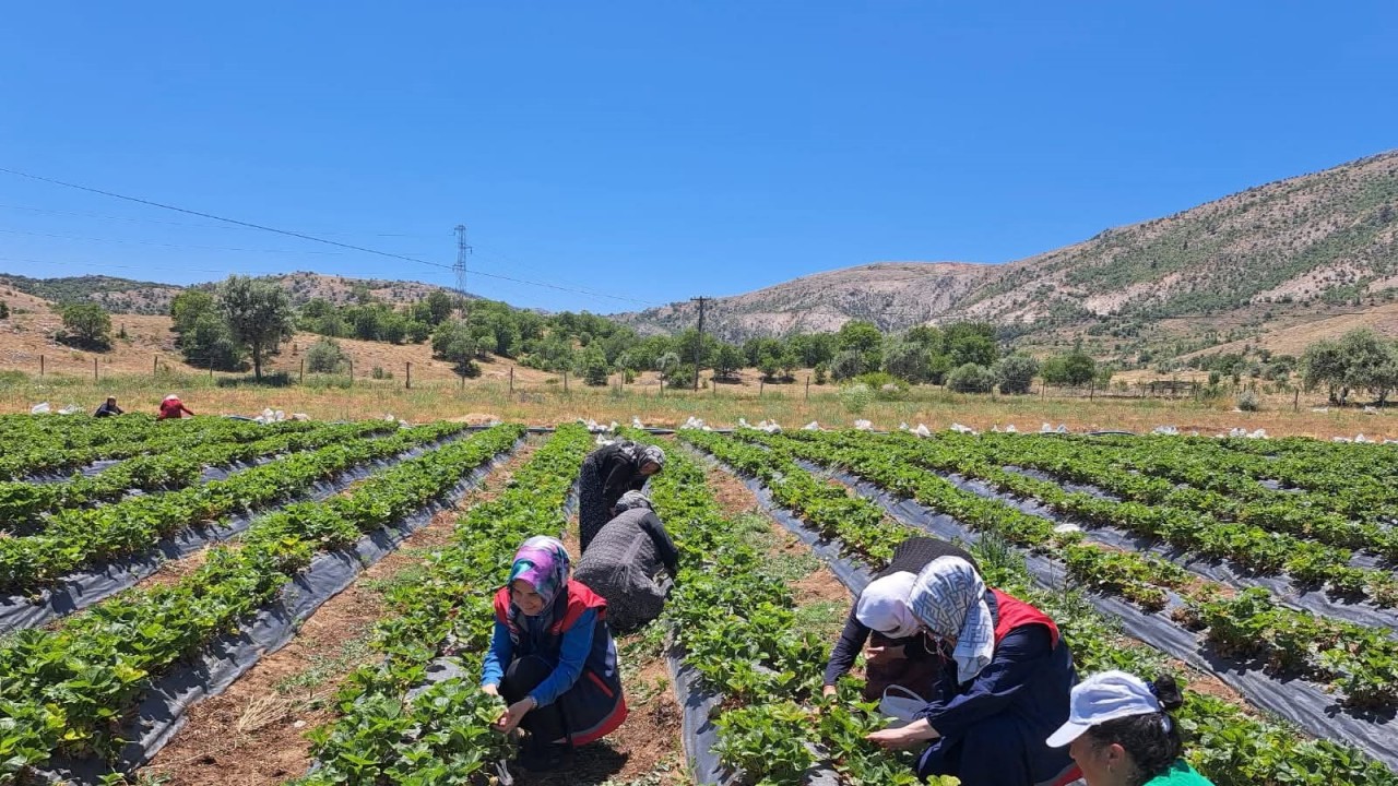 Bozkır’da kadın çiftçilere yönelik eğitim ve destek ziyaretleri