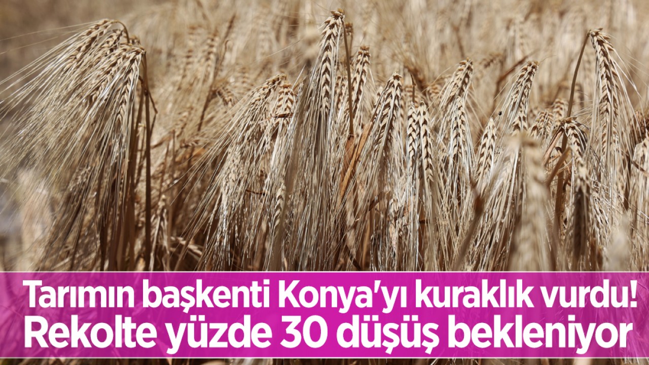 Tarımın başkenti Konya'yı kuraklık vurdu: Rekolte yüzde 30 düşüş bekleniyor