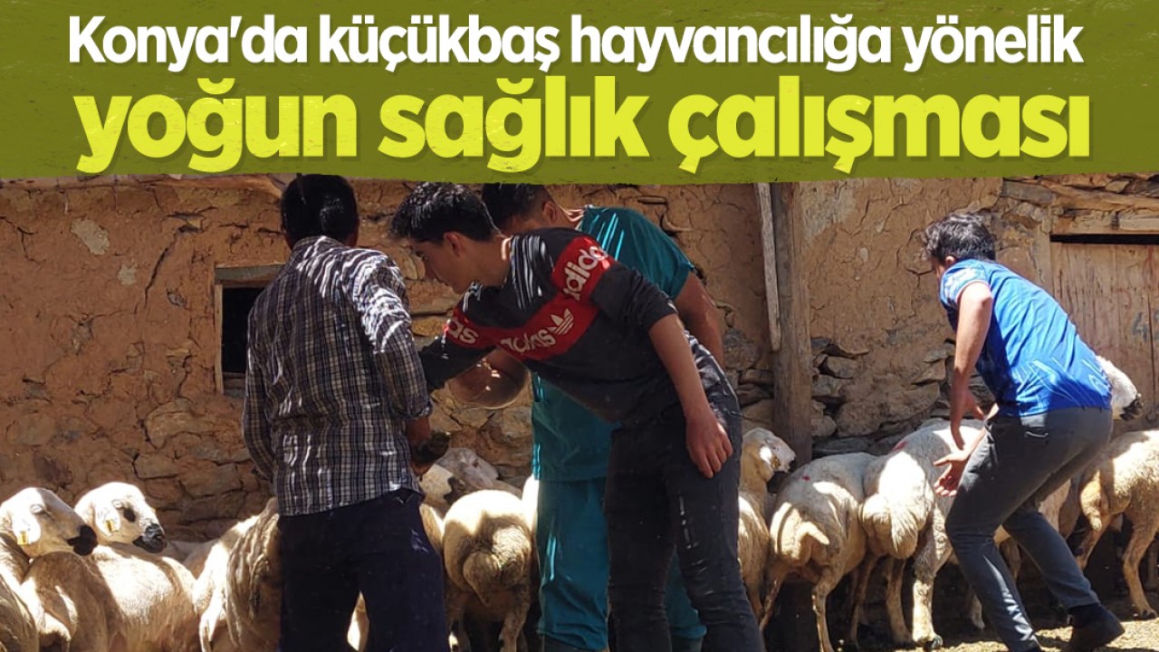 Konya'da küçükbaş hayvancılığa yönelik yoğun sağlık çalışması