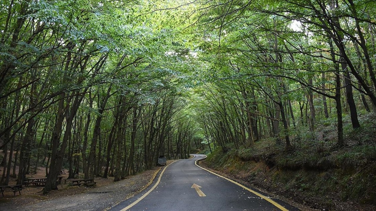 Ülke genelinde 47 ilde ormanlara giriş yasaklandı