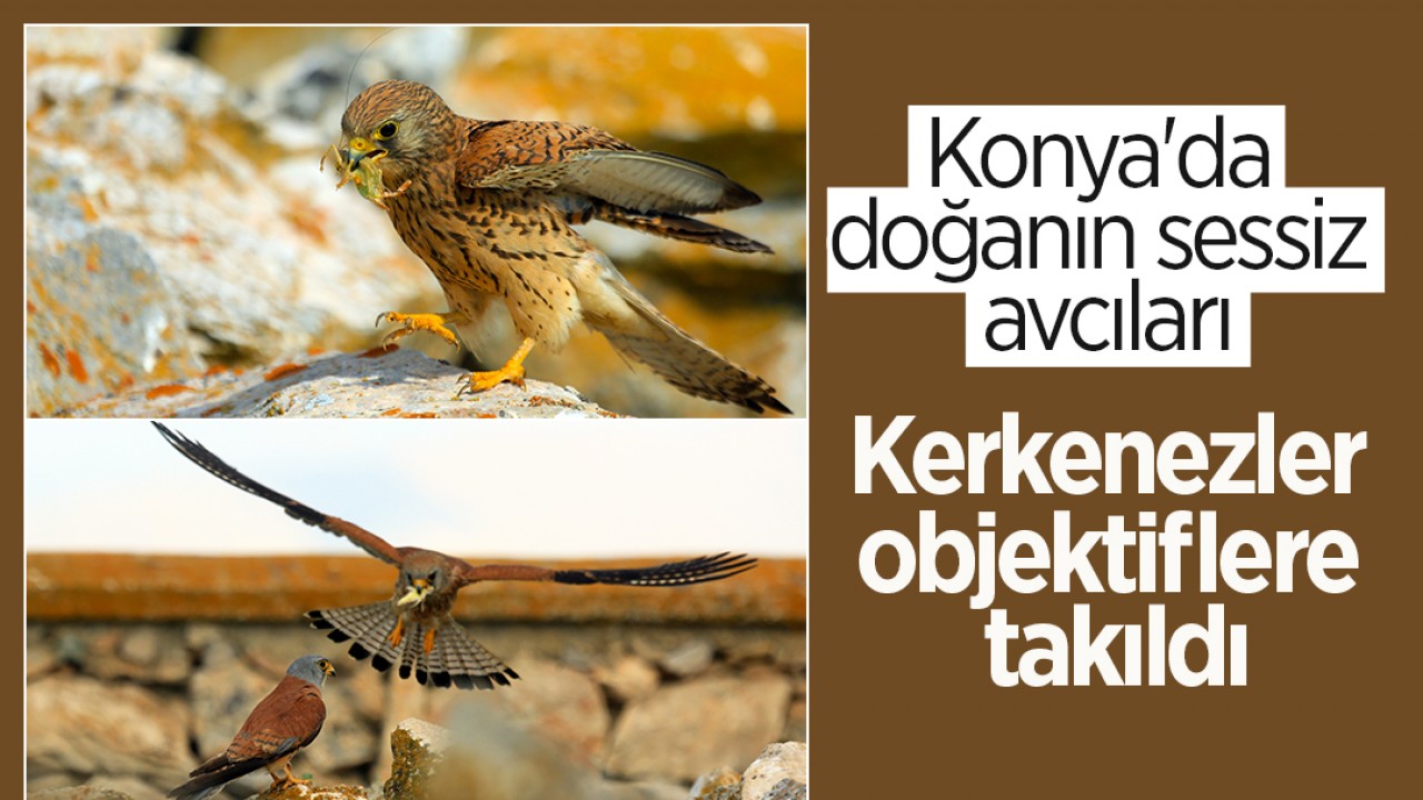 Konya'da doğanın sessiz avcıları: Kerkenezler objektiflere takıldı