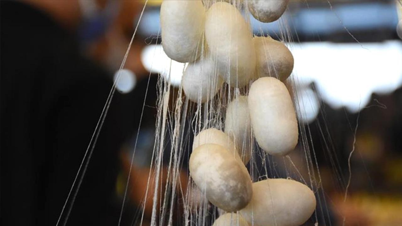 Türkiye'de koza üretiminin bu yıl 100 tonu aşması bekleniyor