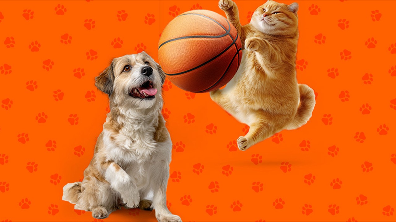 A Milli Kadın Basketbol Takımı’nın attığı her sayı 5 kilo mamaya dönüşüyor