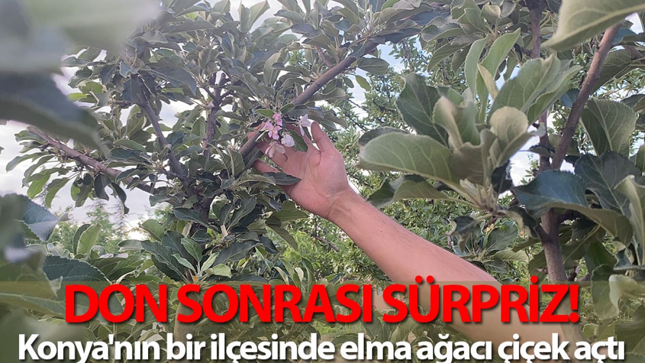 Don sonrası sürpriz! Konya'nın bir ilçesinde elma ağacı çiçek açtı