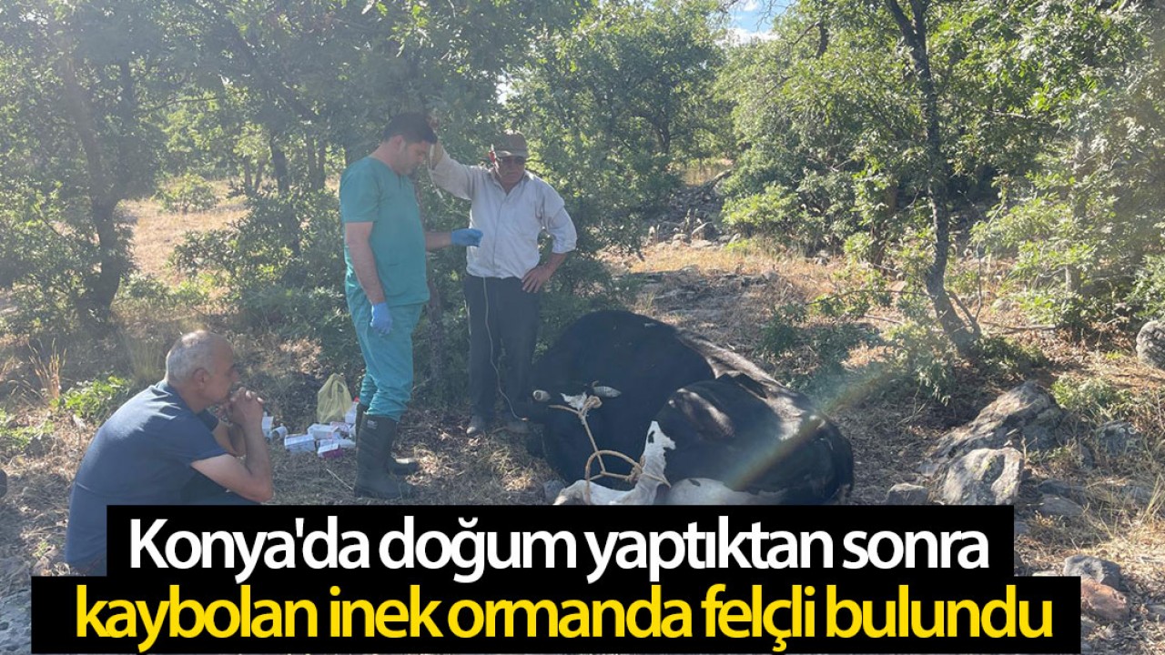 Konya'da doğum yaptıktan sonra kaybolan inek ormanda felçli bulundu