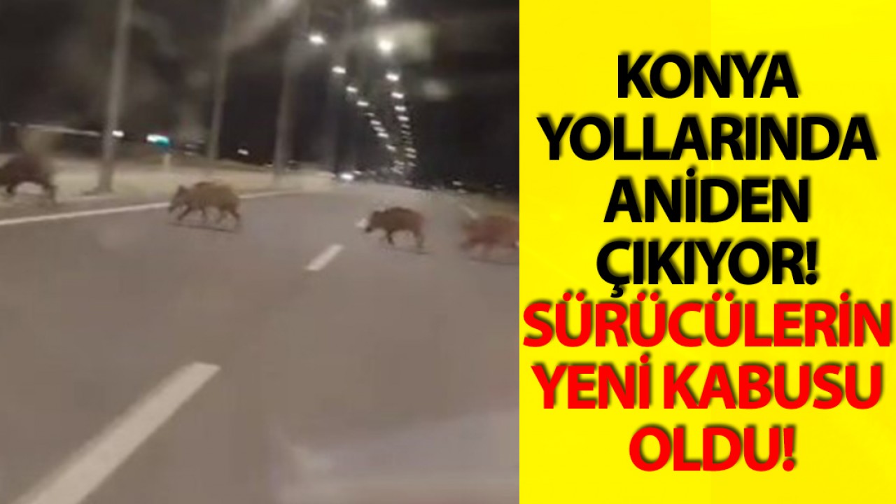 Konya yollarında aniden çıkıyor! Sürücülerin yeni kabusu oldu!