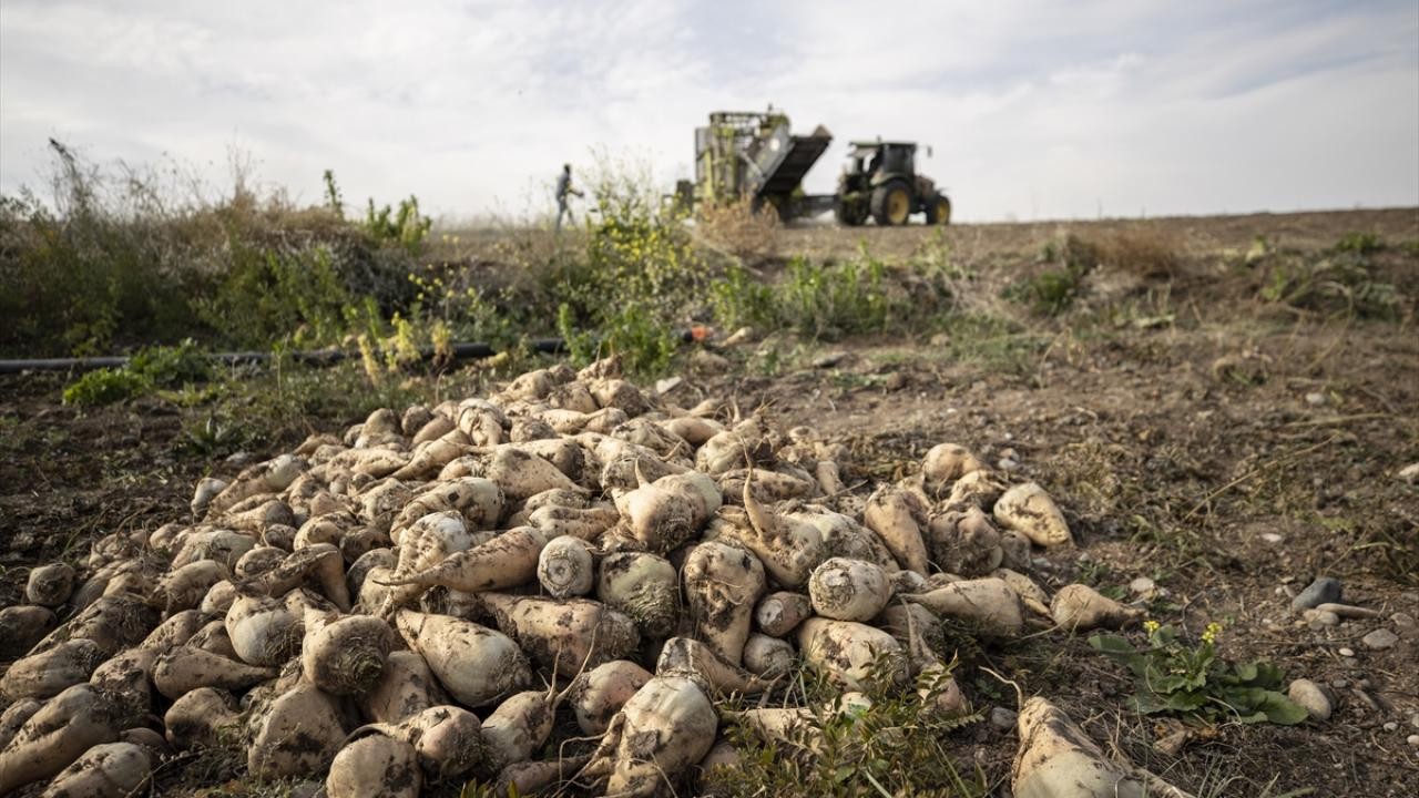 Pancar üreticilerine 2,5 milyar liralık avans ödemesi