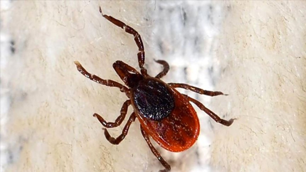 Kene bir can daha aldı: Yaşlı kadın hayatını kaybetti