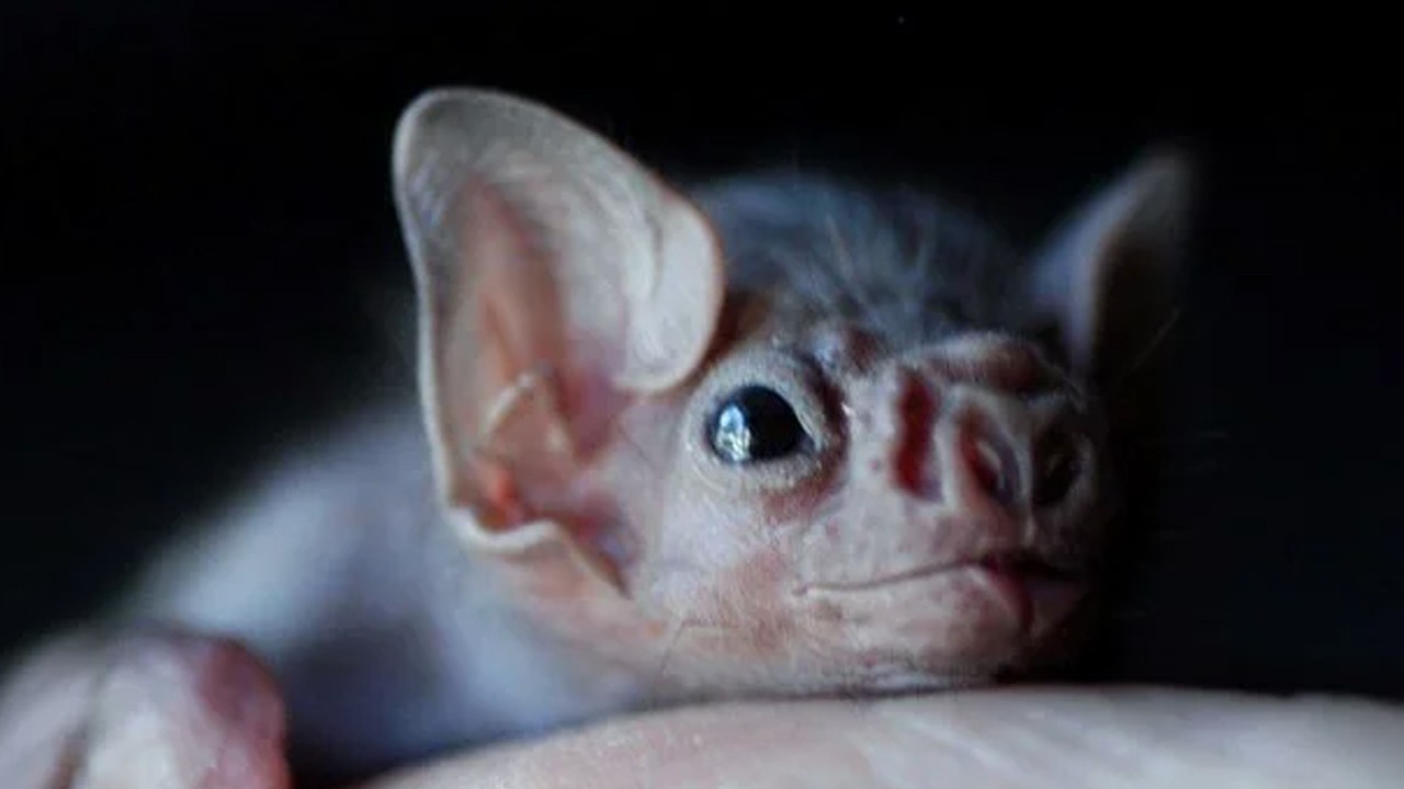 “Son derece nadir görülen” virüs can aldı: Yarasanın ısırdığı adam öldü