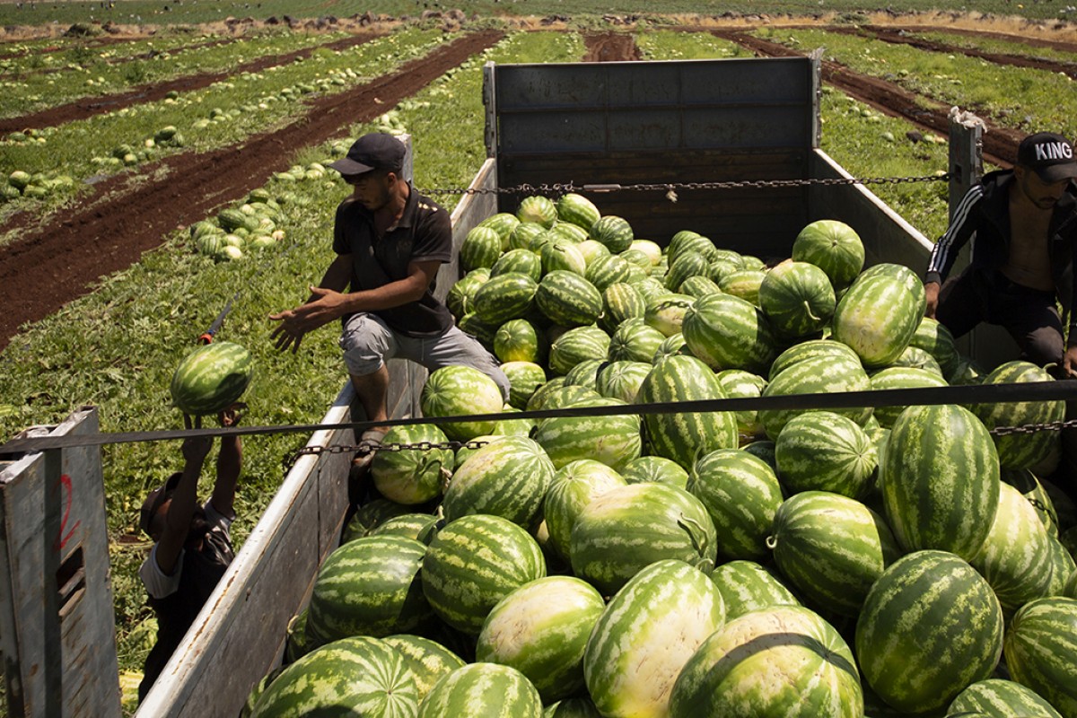 40 dereceyi aşan sıcakta karpuz hasadı