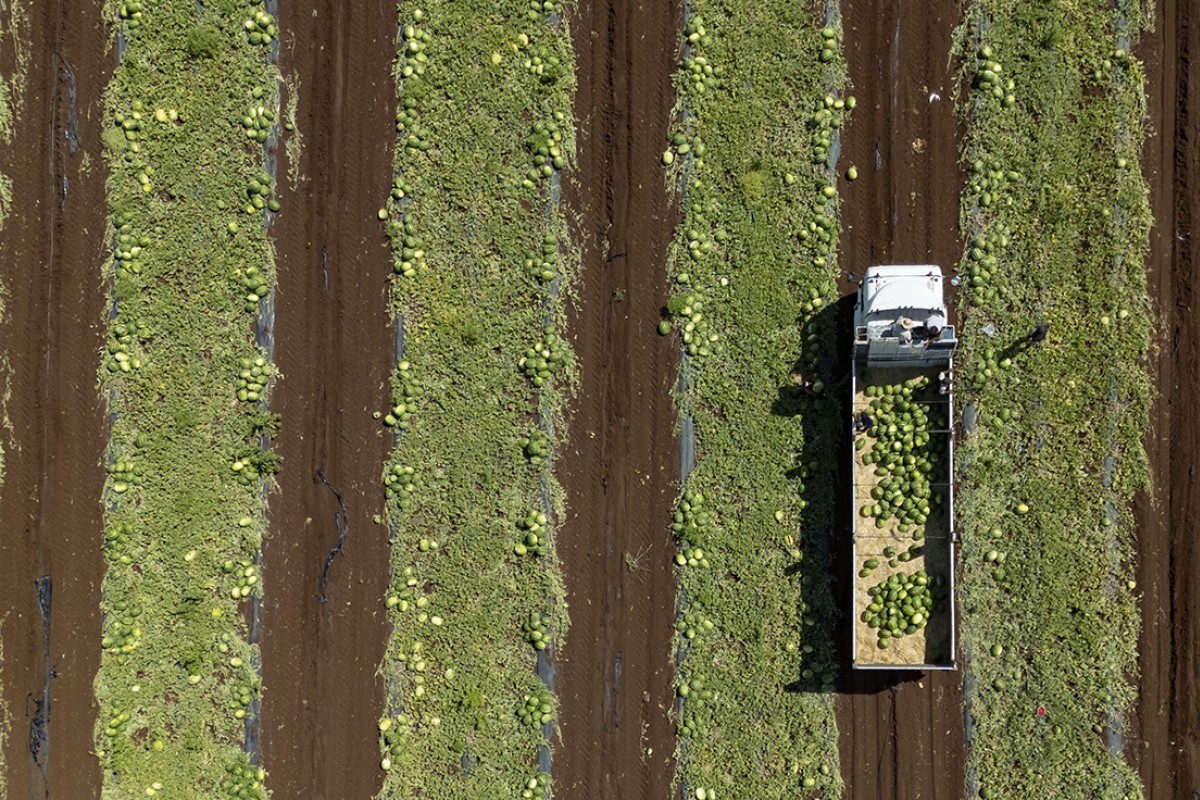 40 dereceyi aşan sıcakta karpuz hasadı