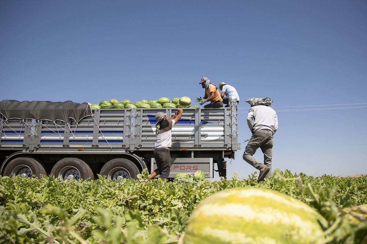 40 dereceyi aşan sıcakta karpuz hasadı