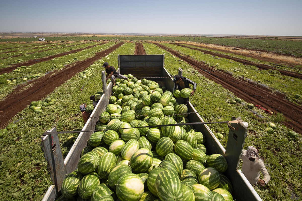 40 dereceyi aşan sıcakta karpuz hasadı