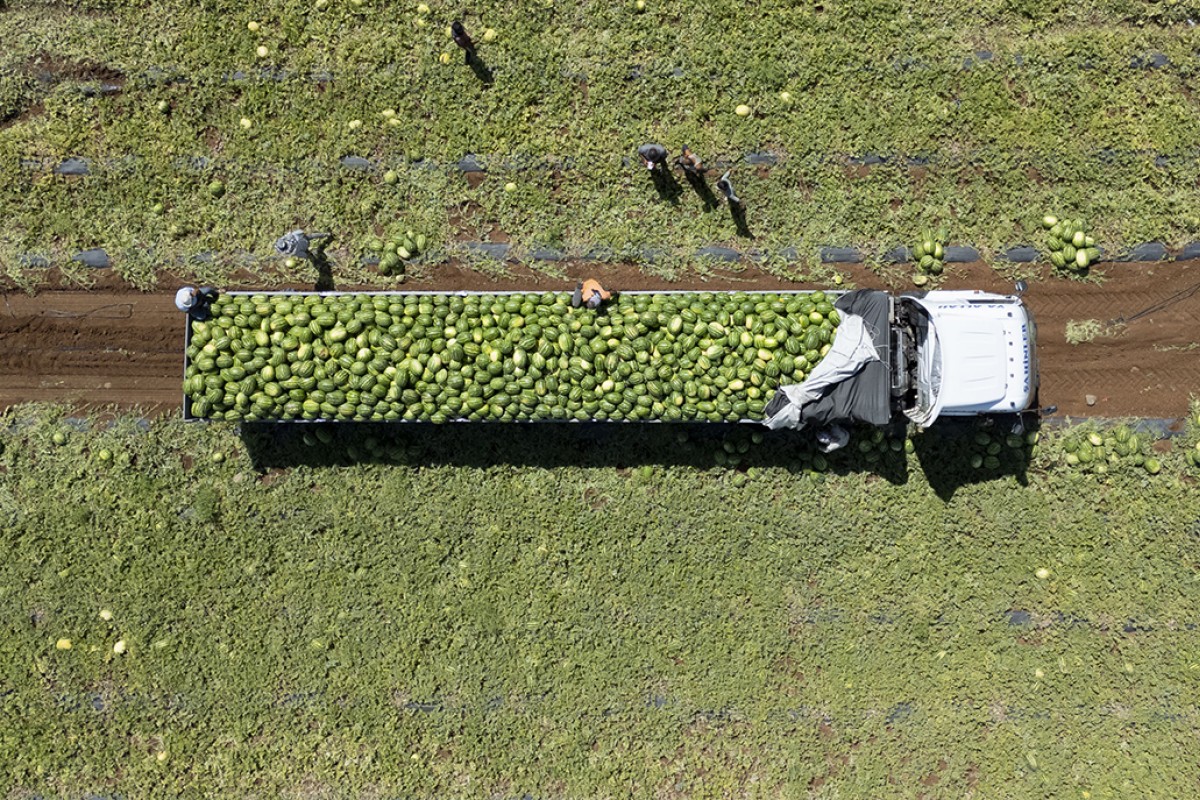 40 dereceyi aşan sıcakta karpuz hasadı