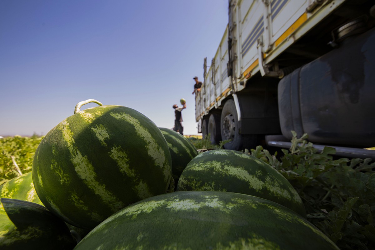40 dereceyi aşan sıcakta karpuz hasadı