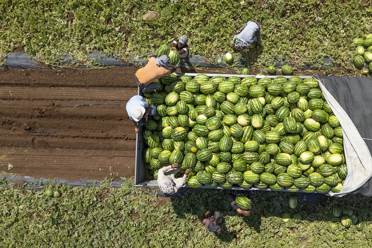40 dereceyi aşan sıcakta karpuz hasadı