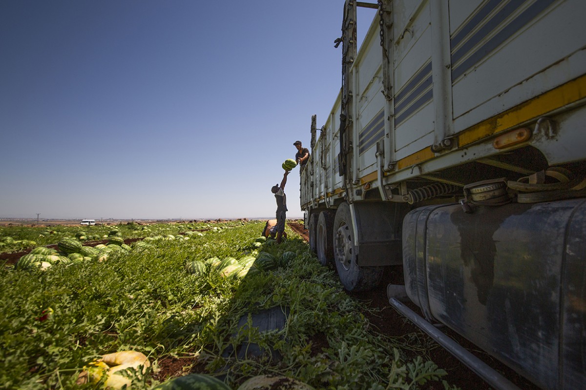 40 dereceyi aşan sıcakta karpuz hasadı