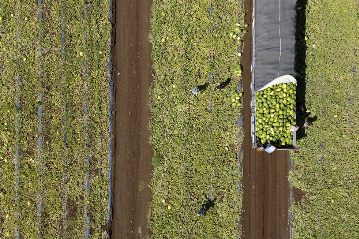 40 dereceyi aşan sıcakta karpuz hasadı