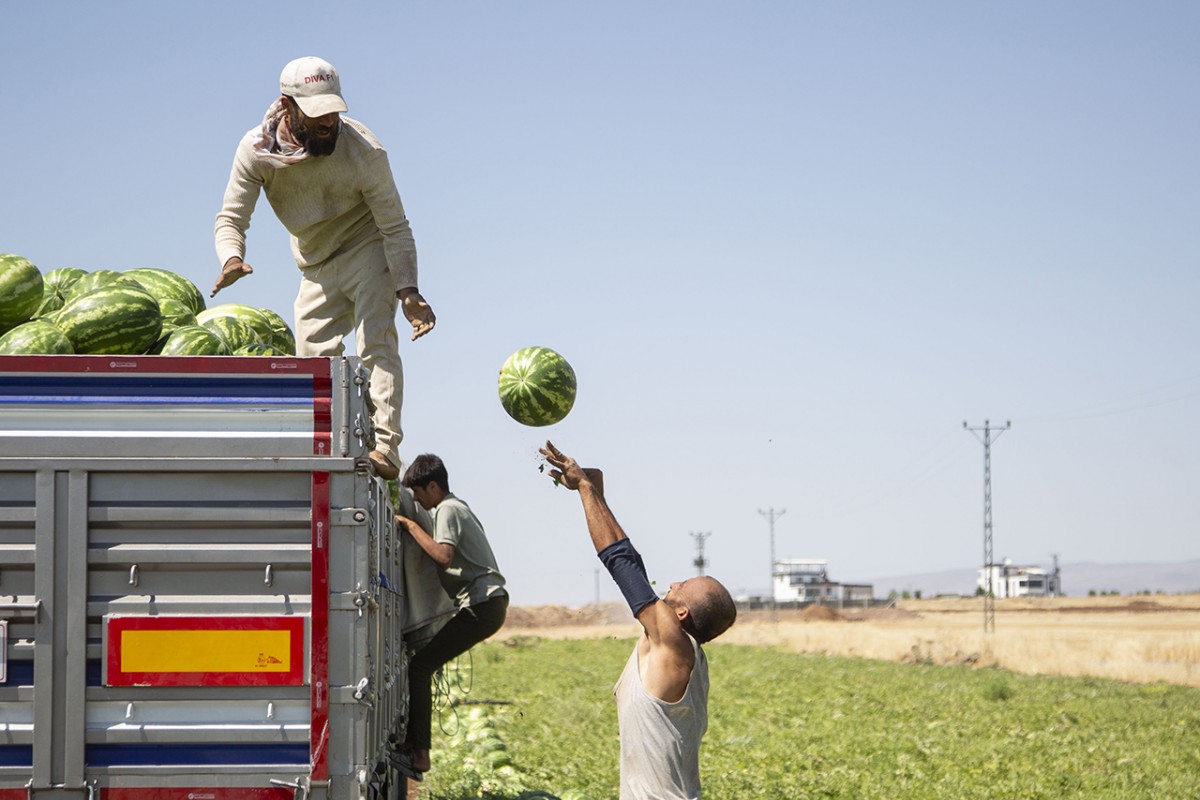 40 dereceyi aşan sıcakta karpuz hasadı