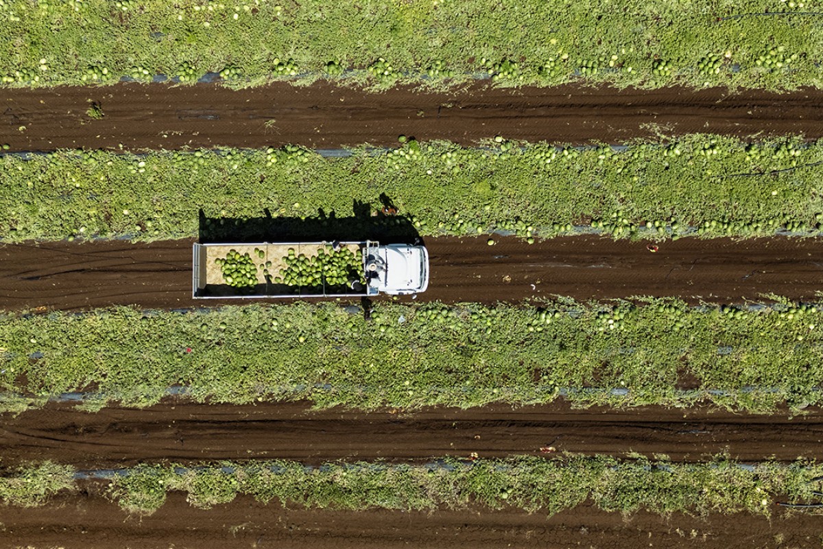 40 dereceyi aşan sıcakta karpuz hasadı
