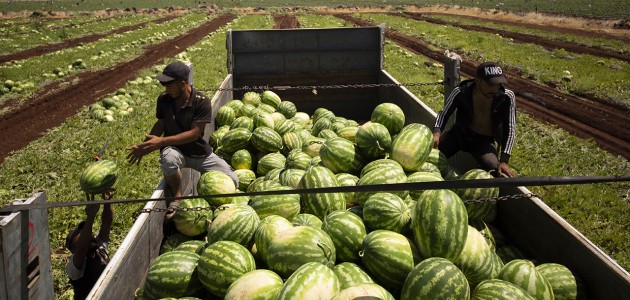 40 dereceyi aşan sıcakta karpuz hasadı