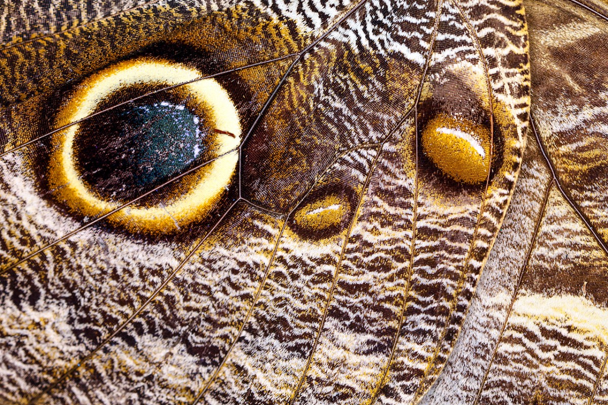 Tropikal bahçenin kelebekleri makro objektifle yakından görüntülendi