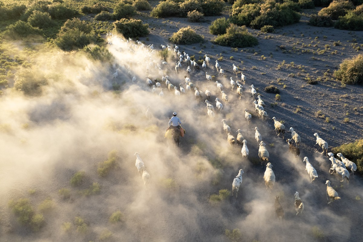 Konya’da besiciler koyunlarını akşam serinliğinde otlatıyor