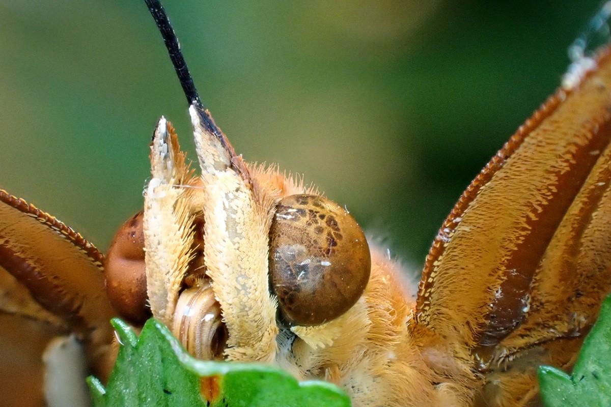 Tropikal bahçenin kelebekleri makro objektifle yakından görüntülendi