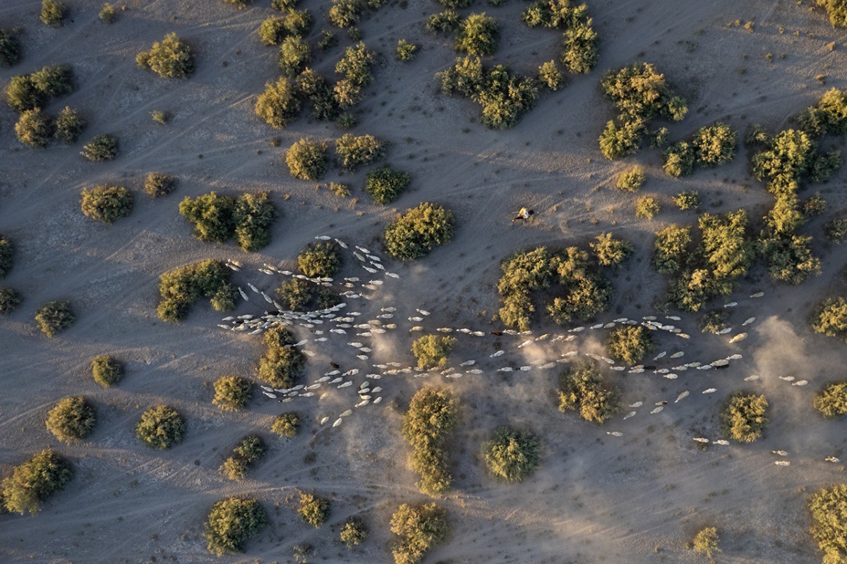 Konya’da besiciler koyunlarını akşam serinliğinde otlatıyor