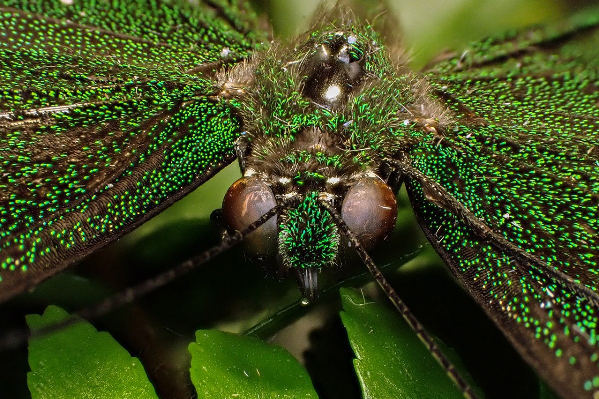Tropikal bahçenin kelebekleri makro objektifle yakından görüntülendi