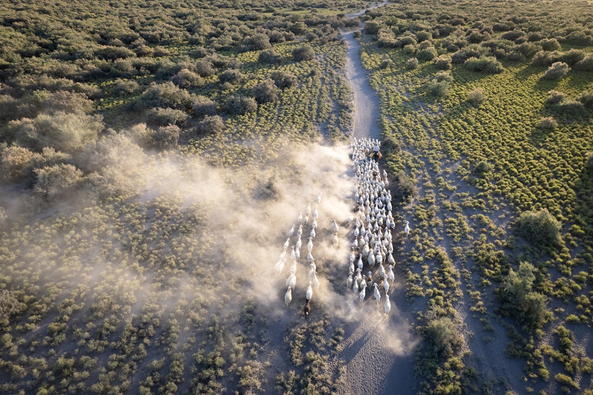 Konya’da besiciler koyunlarını akşam serinliğinde otlatıyor