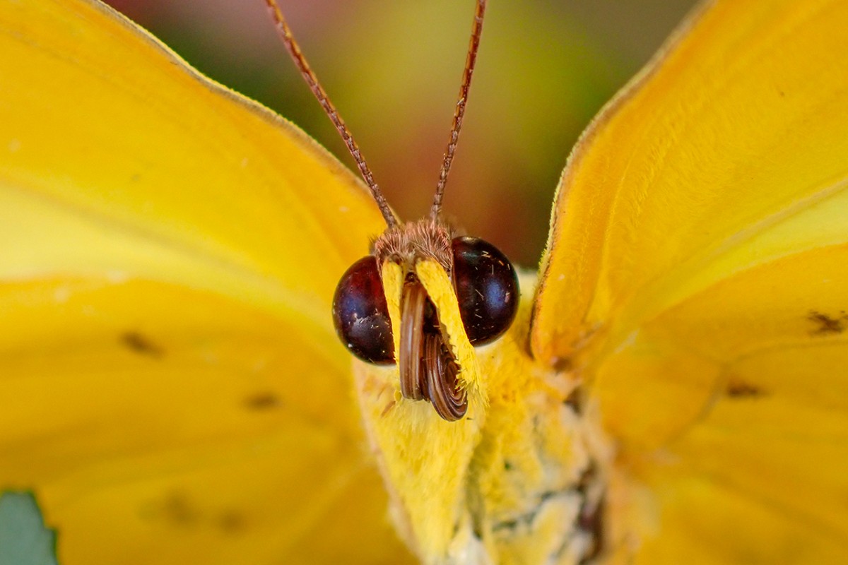 Tropikal bahçenin kelebekleri makro objektifle yakından görüntülendi