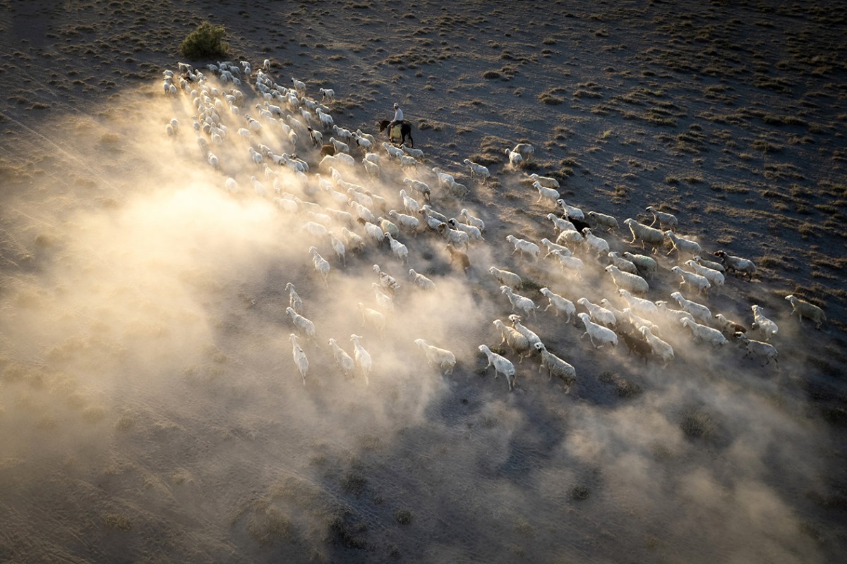 Konya’da besiciler koyunlarını akşam serinliğinde otlatıyor