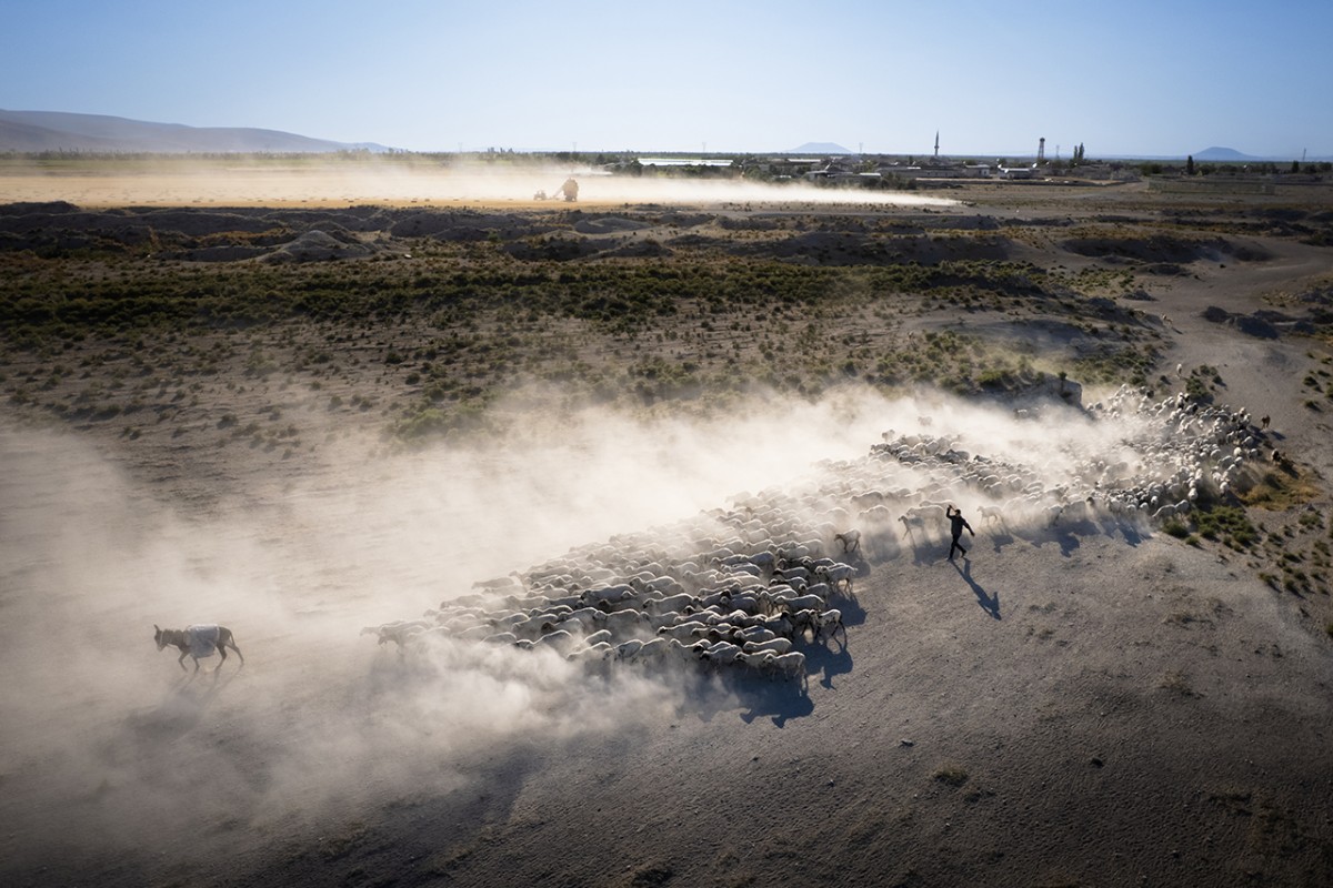 Konya’da besiciler koyunlarını akşam serinliğinde otlatıyor