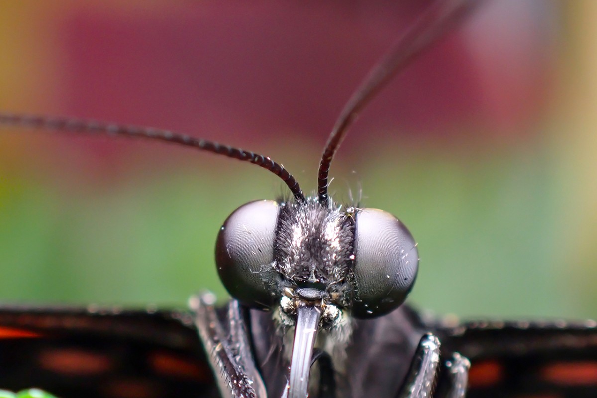 Tropikal bahçenin kelebekleri makro objektifle yakından görüntülendi