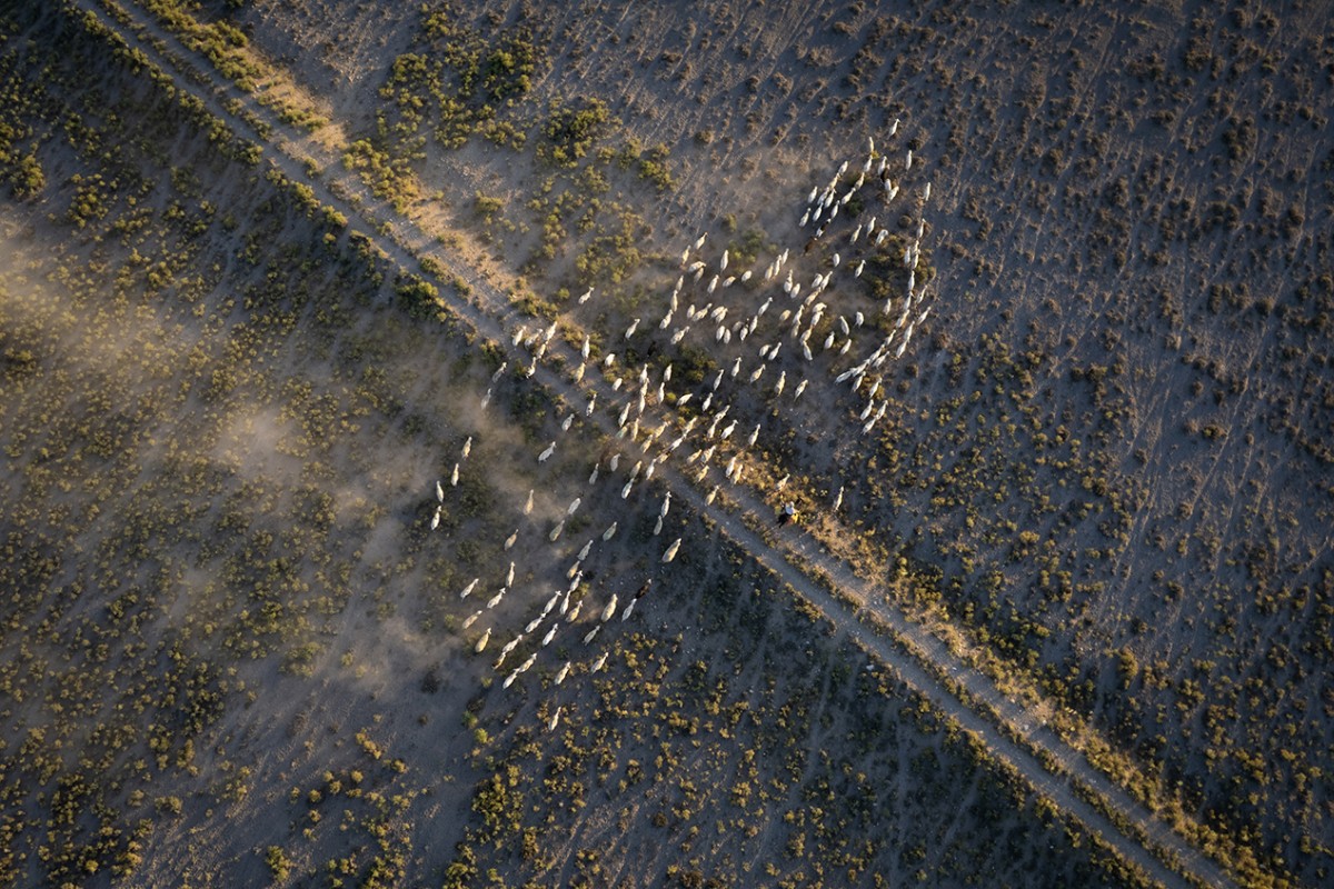 Konya’da besiciler koyunlarını akşam serinliğinde otlatıyor