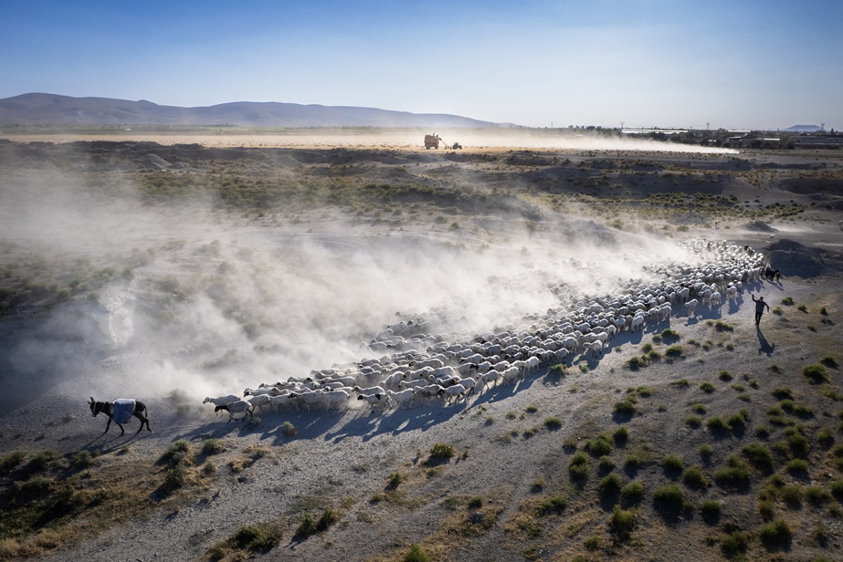Konya’da besiciler koyunlarını akşam serinliğinde otlatıyor