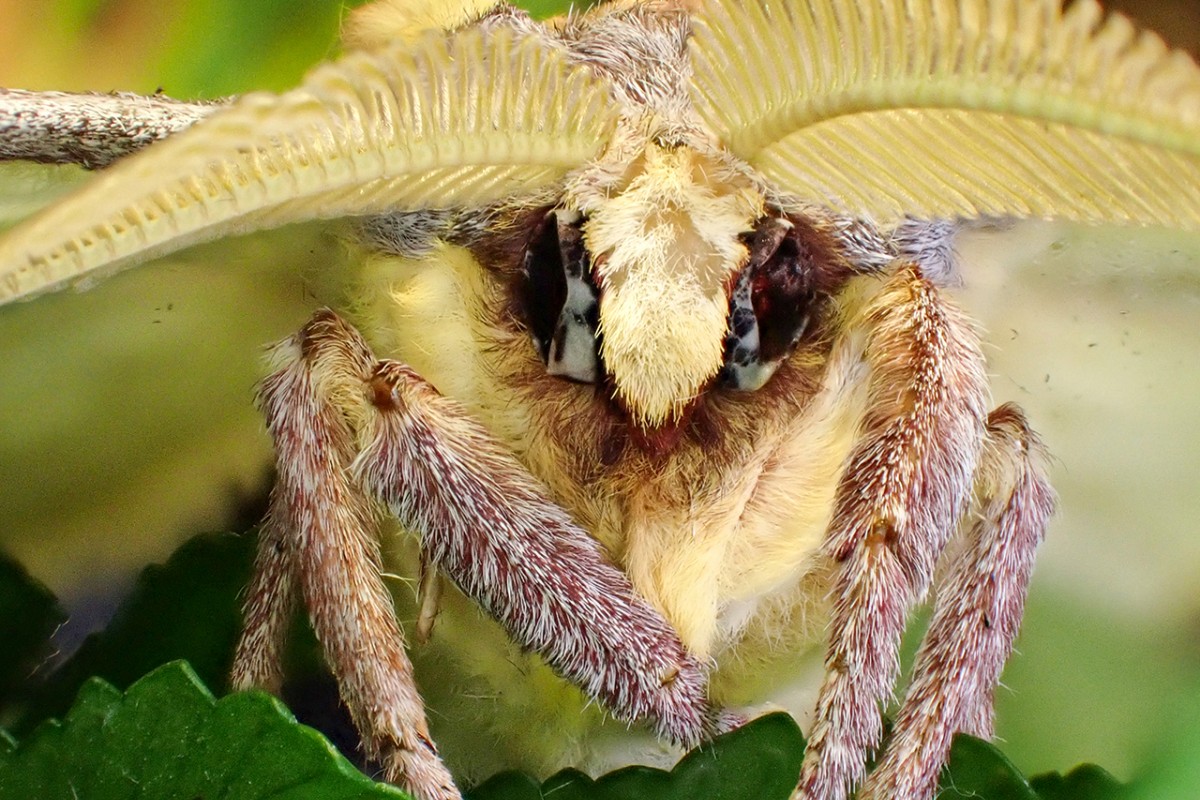 Tropikal bahçenin kelebekleri makro objektifle yakından görüntülendi
